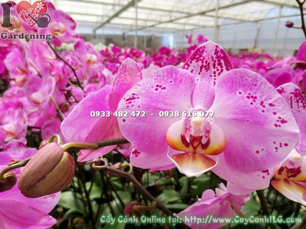 Phong lan hồ điệp hồng đột biến ý nghĩa phong thủy may mắn