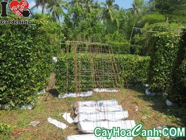 tường cây sanh tô điểm không gian sống trở nên sinh động