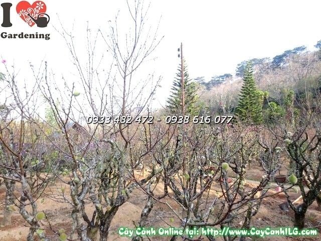 Hoa đào Đà Lạt nở rực rỡ trong vườn
