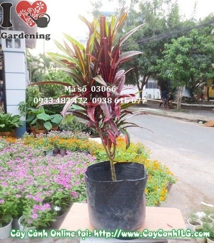 Cây lá màu Da Huy ứng dụng cảnh quan sân vườn