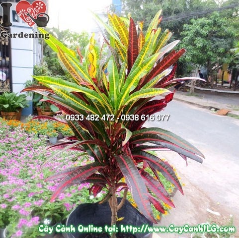 Nhân giống và trồng cây lá màu quy mô lớn