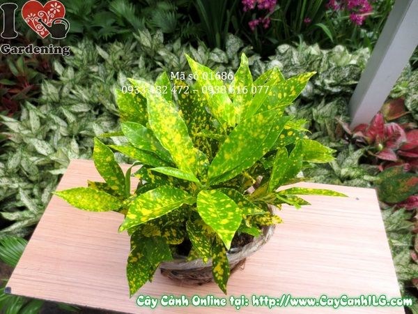 Cây lá màu vàng bạc – bộ lá vàng bạc rực rỡ độc đáo
