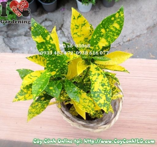 Nhân giống cây lá màu vàng bạc bằng giâm cành