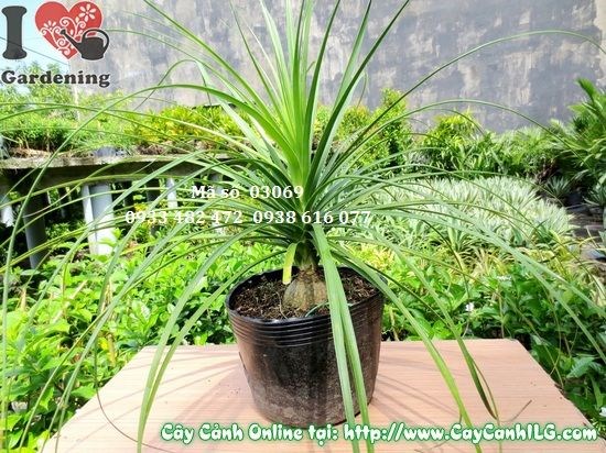 Cây Lan Bình Rượu cao 50cm - hình ảnh tại vườn ILG
