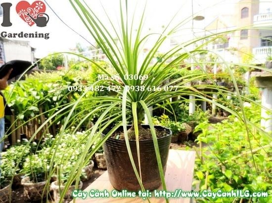 Cây Lan Bình Rượu khỏe mạnh, thân phình đặc trưng
