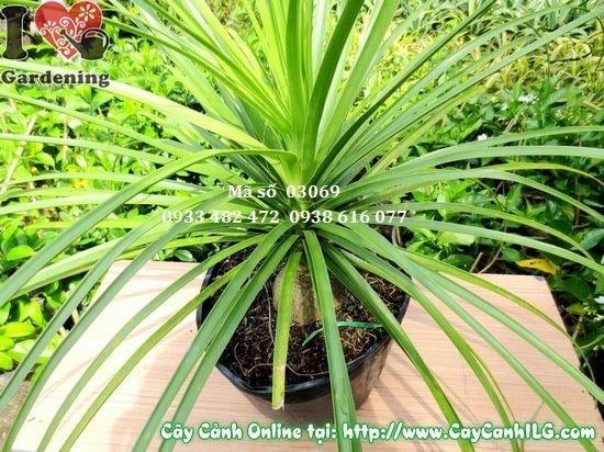 Cây Lan Bình Rượu cao 50cm tại vườn ILG - sẵn sàng xuất vườn