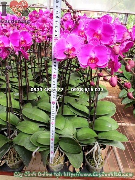 Hoa lan hồ điệp ánh hồng nở rộ – cánh hoa lượn sóng tinh tế
