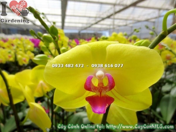 Chi tiết hoa lan hồ điệp vàng – cánh hoa đẹp, màu sắc rực rỡ