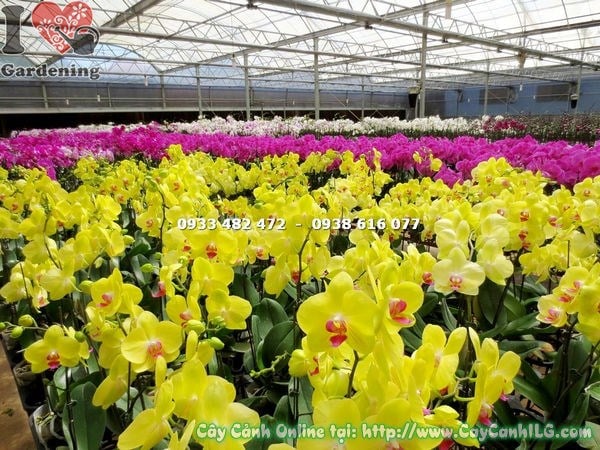 Cây lan hồ điệp hoa vàng cao – trang trí không gian thương mại