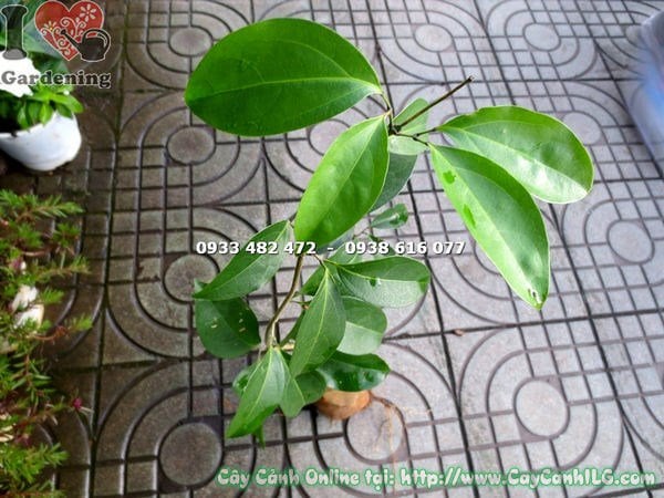 tưới nước cho cây lan tỏi giống cao 50cm