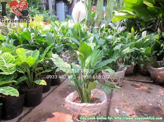 Cây lan ý cao 35cm trang trí nội thất văn phòng