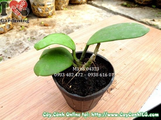 Cây lá trái tim cẩm cù trồng chậu treo trang trí hiên nhà