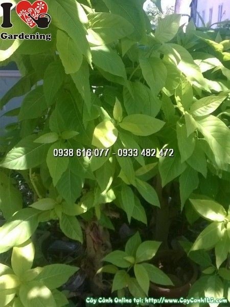 Cây lá trắng cao 1m6 – khỏe mạnh, ít sâu bệnh, phù hợp không gian lớn