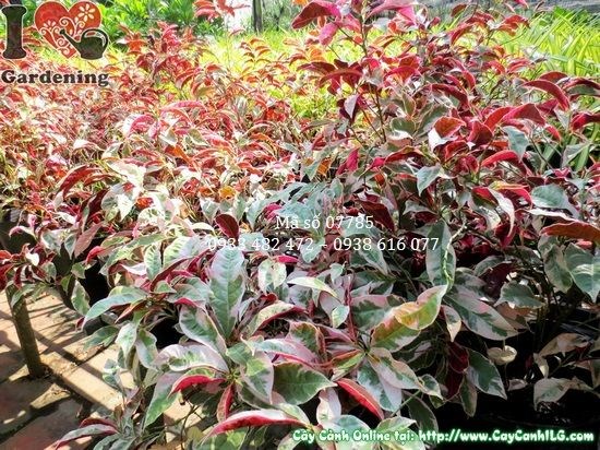 Cây liễu hai da phát triển tươi tốt dưới ánh nắng
