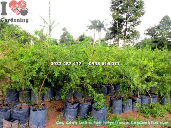 Cây Liễu Hoa Đỏ cao 1m2 tại vườn ILG