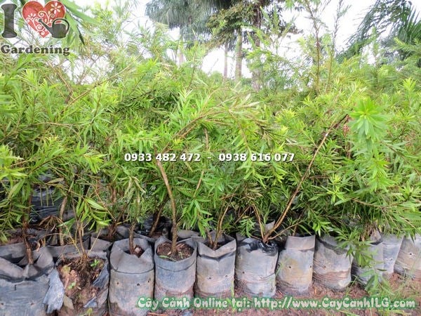 Cây liễu hoa đỏ cao 1,2m - góc nhìn toàn cảnh tại vườn ILG