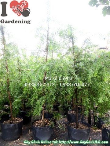 Cây Liễu Hoa Đỏ (Tràm Bông Đỏ) cao 1,4m tại vườn ILG
