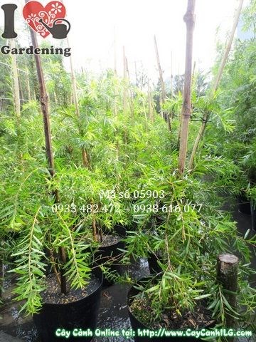Cây Liễu Hoa Đỏ trồng cảnh quan sân vườn
