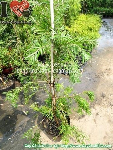 Cây Liễu Hoa Đỏ cao 1m trồng cảnh quan
