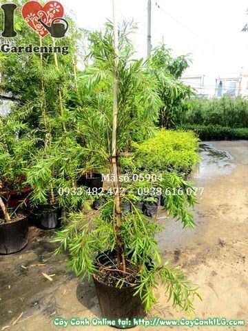Cây Tràm Bông Đỏ khỏe mạnh xanh tươi tại vườn ILG