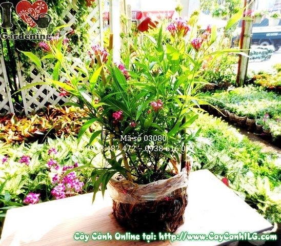 Cây liễu hồng 35cm dễ trồng, thích nghi tốt