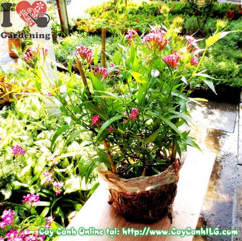 Hoa liễu hồng màu hồng rực rỡ – cây cảnh sân vườn