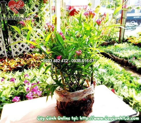 Cây liễu mai 35cm dễ trồng thích nghi tốt