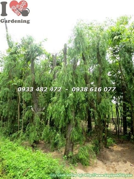 Cây liễu rũ gốc lớn cao 4m đẹp tại vườn ILG TP.HCM