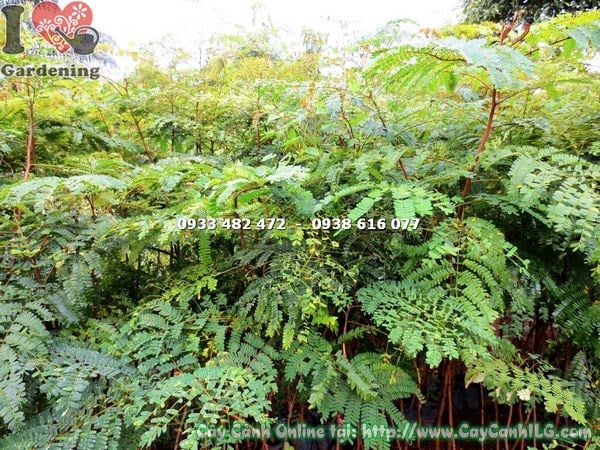 Cây lim sét cao 2m ms 18816 – thân đứng thẳng, lá kép xanh đều