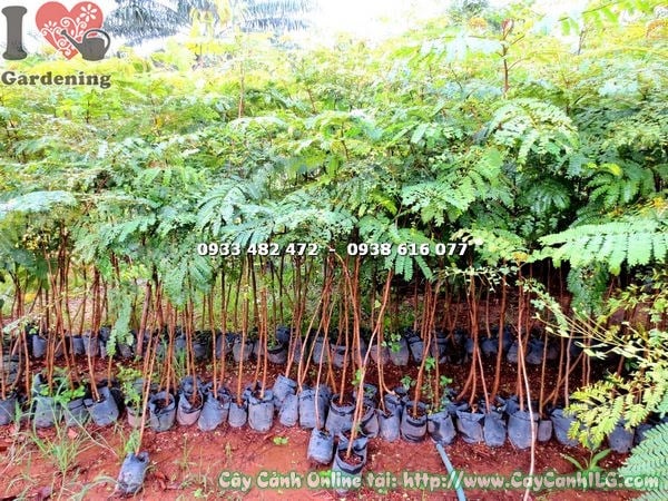 Cây lim sét 2m – dễ vận chuyển, trồng theo số lượng lớn