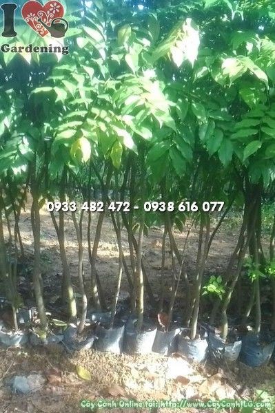 Cây Lim Xanh cao 1m - lá rộng thường xanh, thân gỗ cứng chắc