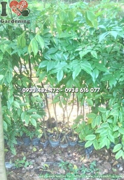 Cây Lim Xanh cao 1m - cây gỗ quý tán rộng trồng công trình