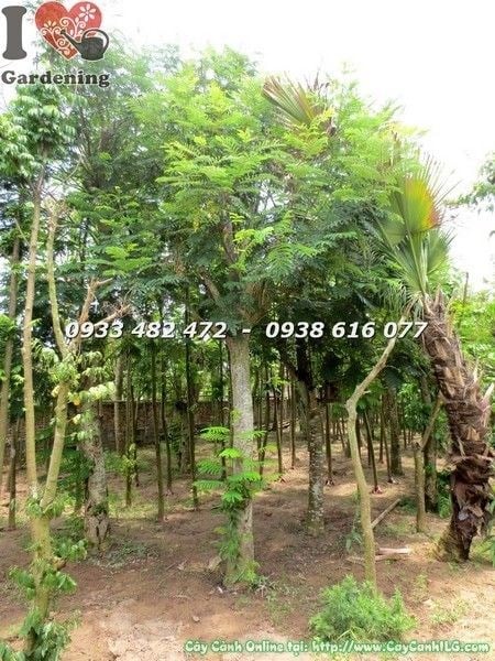 Cây Lim Xẹt cao 4m đk 20cm thân gỗ to khỏe tại vườn ILG