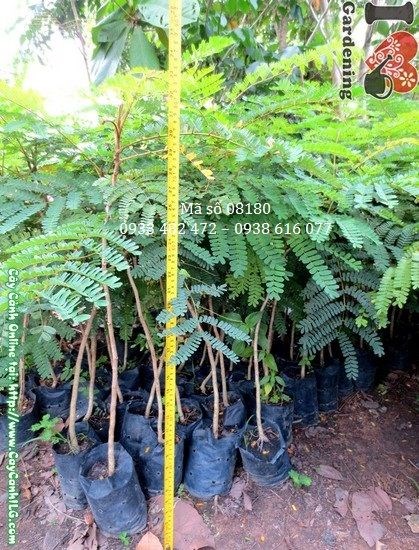 Hình ảnh cây lim xẹt giống 80cm Ms 08180 – ILG cung cấp sỉ lẻ