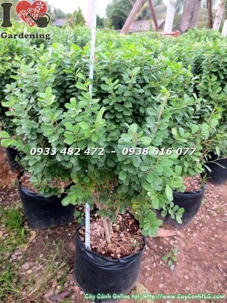 Cây linh sam lá lớn không gai cao 60cm tại vườn ILG