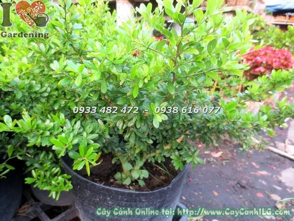 Vườn cây linh sam lá tại ILG TP.HCM