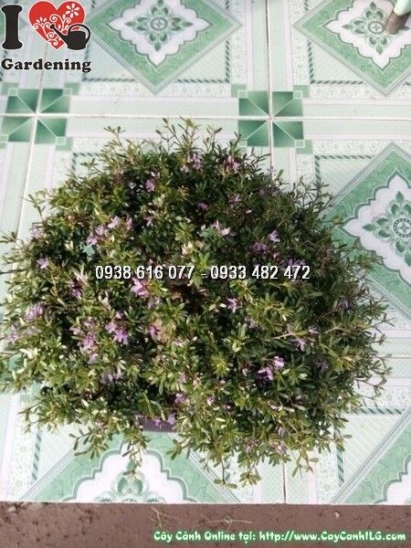 Cây linh sam lá rí bonsai 30cm tại vườn ILG caycanhilg.com