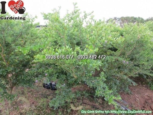 Cây linh sam siêu bông 80cm - thân cành chắc khỏe, dễ tạo dáng bonsai