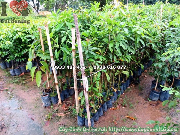 hình ảnh cây lộc vừng cao 1m4 thân khỏe tán đẹp