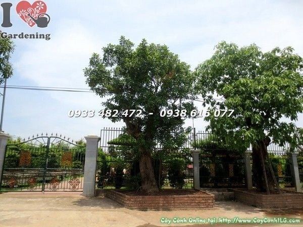 Cây lộc vừng cổ thụ cao 6m đk 60cm – cây cảnh công trình đẳng cấp ILG