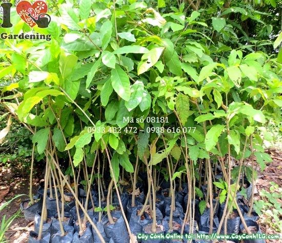 Cây lộc vừng giống cao 80cm trồng cảnh quan - caycanhilg.com
