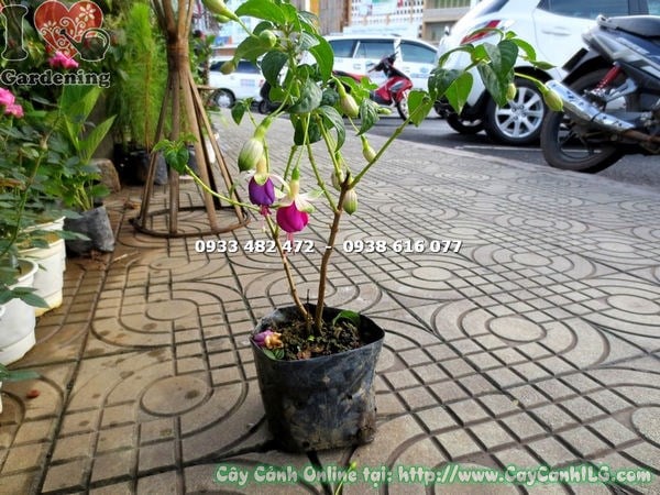 Cây lồng đèn hoa tím hồng cao 30cm – hoa sai nụ rực rỡ