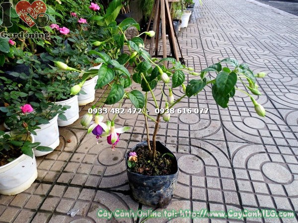Hoa lồng đèn tím hồng sai nụ, nở quanh năm