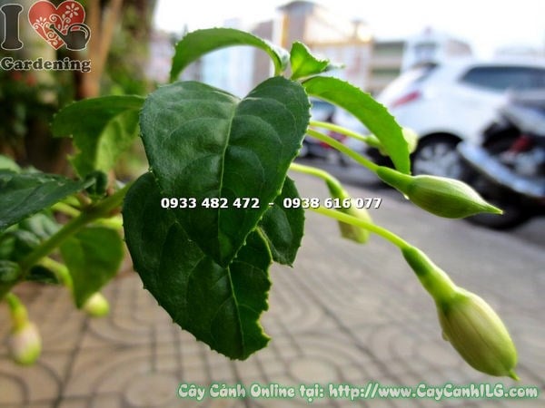 Cây lồng đèn hoa tím hồng – đặc điểm hoa và lá