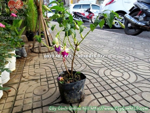 Cây lồng đèn hoa tím hồng cao 30cm – bông hoa rủ xuống như chiếc đèn lồng