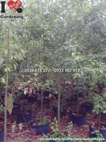 Cây long não cao 2m đường kính 2cm - thân gỗ cứng, tán đẹp