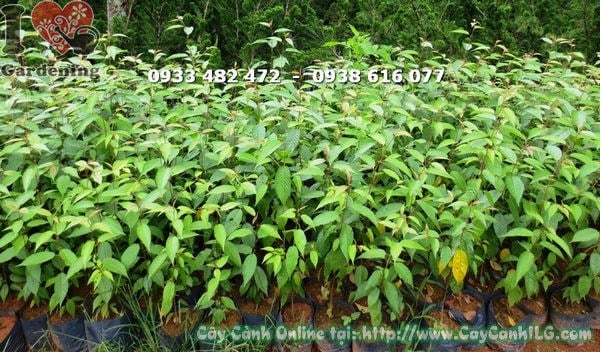 Cây mai anh đào giống cao 60cm lá xanh tốt