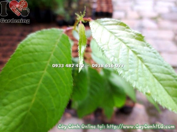 Hoa mai anh đào nở rực rỡ trên cành