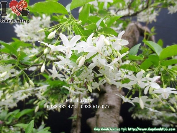Cây mai chiếu thủy bonsai khỏe mạnh tán xanh mướt
