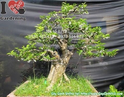 Cây mai chiếu thủy bonsai 90cm tại vườn ILG TP.HCM
